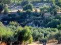 Βλάστηση στο χωριό