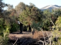 Βλάστηση στο χωριό